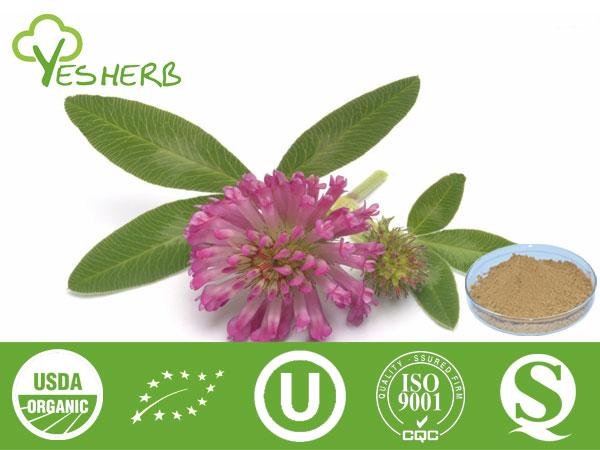 Auszug Red Clover - Flavone 2.5%-40%