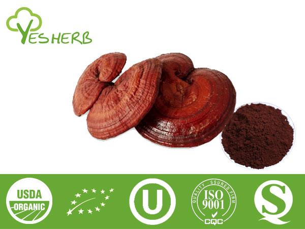 Ganoderma Sporenpulver - Broken Spore Powder