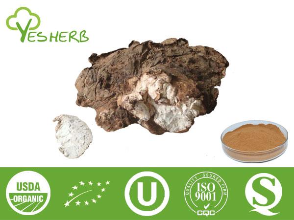 Auszug Poria Cocos - Polysaccharides 20%-40%