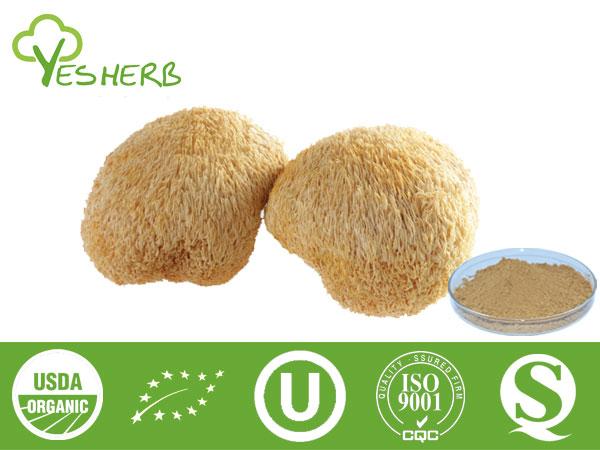 Hericium Pulver - Mushroom Extract