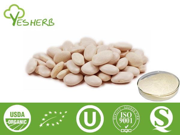 Haricot blanc Extrait - Phaseolin 1%, 2%; Alpha-Amylase Inhibitors