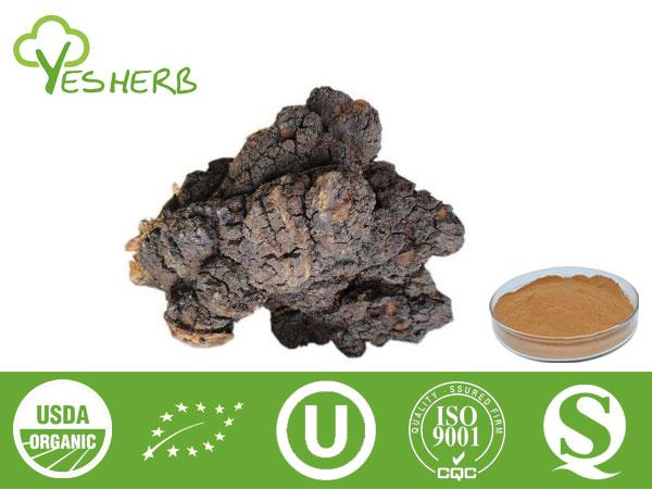 Extrait de champignons Chaga - Chaga Polysaccharides 10%-30%