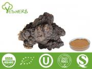 Extrait de champignons Chaga