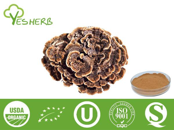 Coriolus Versicolor Extract - Polysaccharides 10%-50%