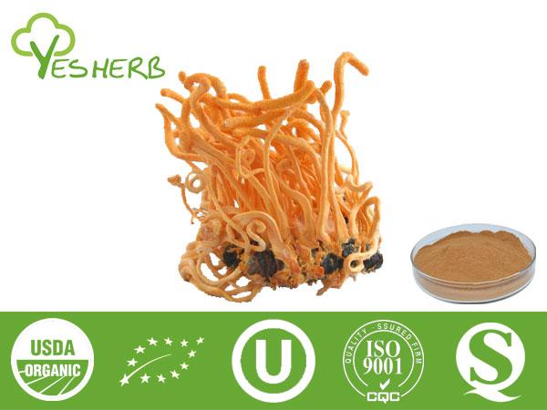 Extrait de Cordyceps - Cordyceps Polysaccharides 10%-30%