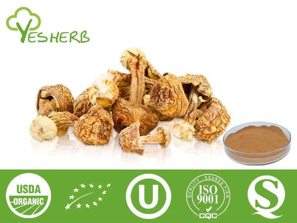 Agaricus Blazei Extrait - Polysaccharide 10%-30%