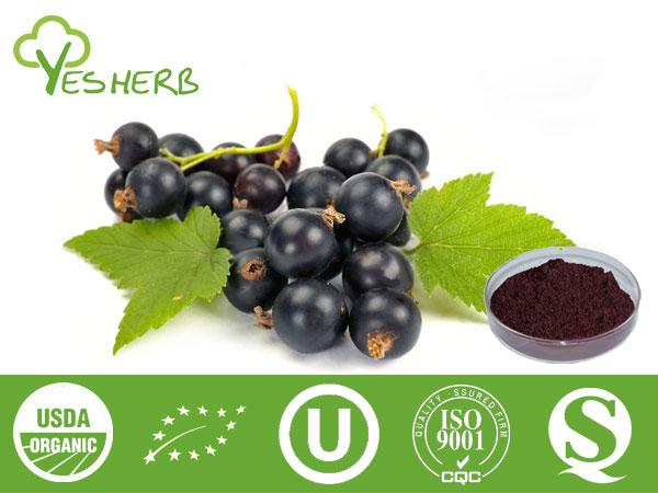 Blackcurrant poudre - Juice Powder