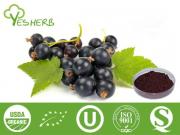 Blackcurrant poudre