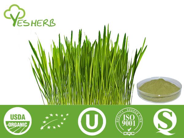 Jeune poudre de jus d'herbe d'orge - Super Foods