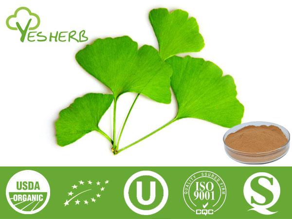 जिन्कगो Biloba निकालें - Ginkgetin 24%/ Ginkgolides 6%