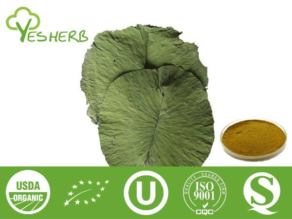 Lotus Leaf Extract - Nuciferine 2%-98%