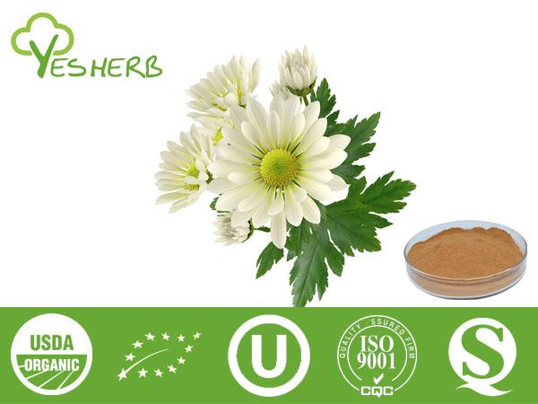 Chrysanthemum Extract - Flavone 5%,10%,15%