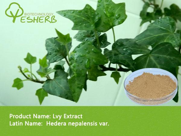 Lvy Extract － Hederagenin 20% ｜ Lvy Extract Manufacturer ...
