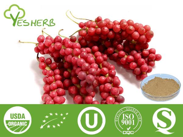 Schisandra Extract - schizandrin 1%- 9%