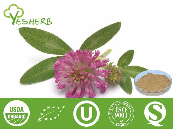 Red Clover Extract - Flavone 2.5%-40%