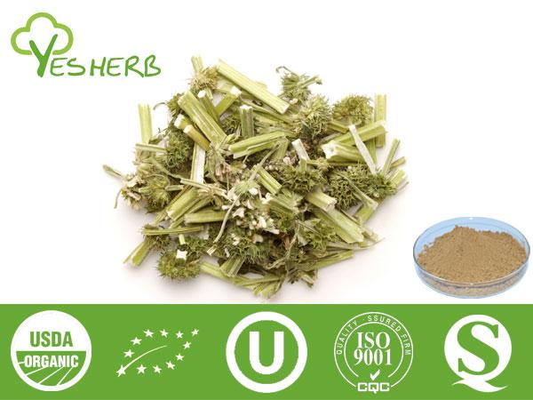 Motherwort Extract - 5:1,10:1