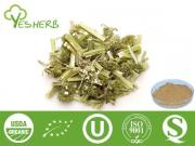 Motherwort Extract