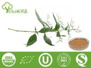 Andrographis Paniculata Extract