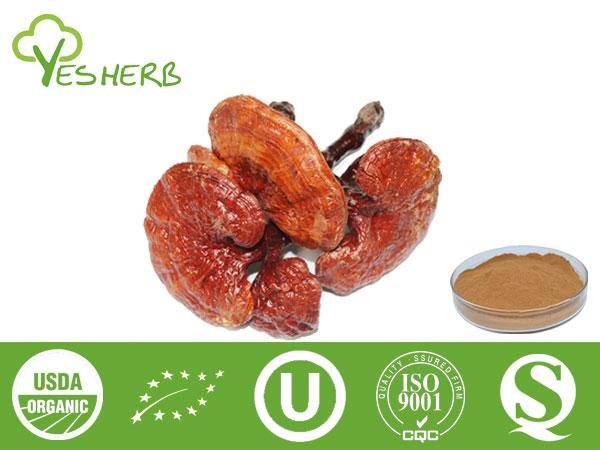 Reishi Mushroom Extract - Reishi Polysaccharide 10%-50%