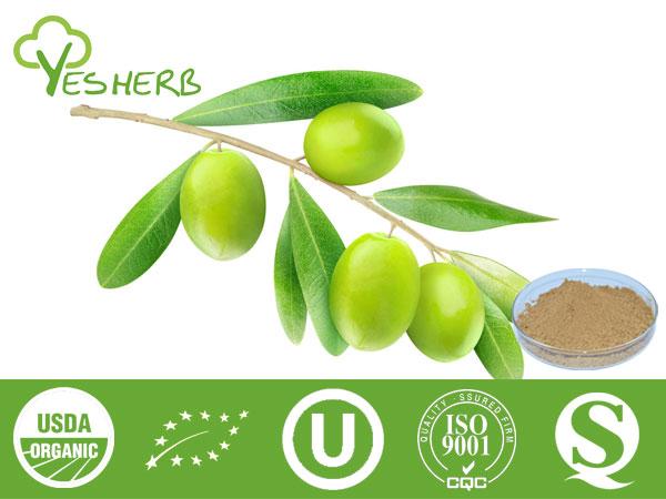 Olive Leaf Extract - Oleuropein 10%-80%, Hydroxytyrosol 5%-20%