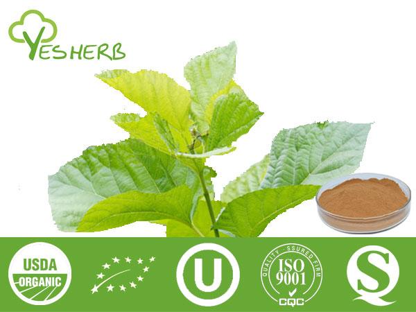 Mulberry Leaf Extract - Mulberry Flavone 5%;DNJ 1%, 2%