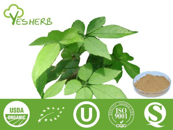 Gynostemma Extract - Gypenosides 10%-98%