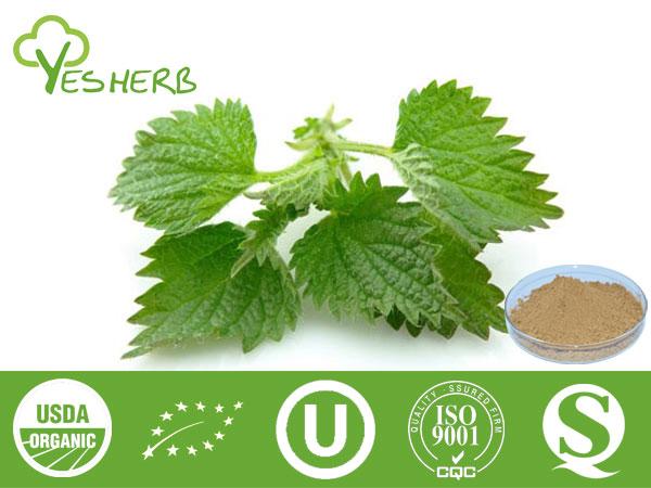 Nettle Root Extract - 5:1, 10:1