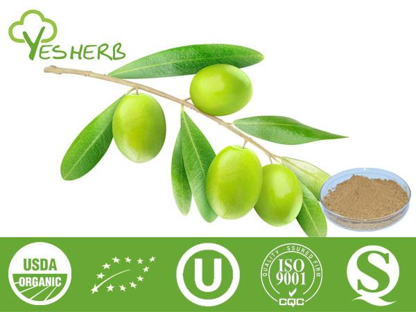 Extracto de folha de oliveira - Oleuropein 10%-80%, Hydroxytyrosol 5%-20%