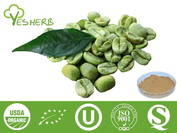 Verde Coffee Bean Extrato - Chlorogenic Acid 10%-50%