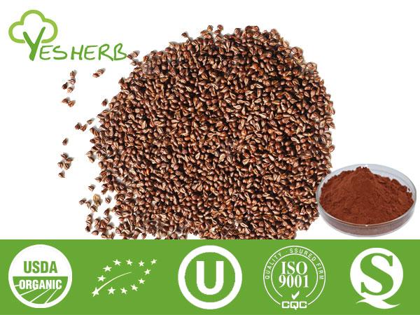 Extracto de semente de uva - OPC 95%, 98%, Polyphenol 20%-80%