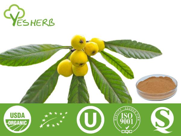 Folha Loquat Extrair - Corosolic Acid 5%-20%