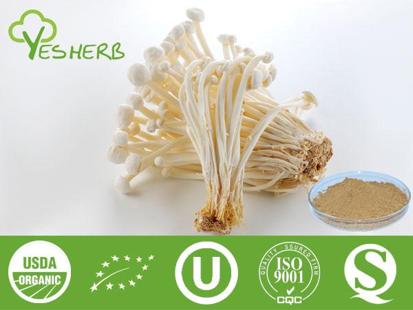 Agulha cogumelo em pó - Mushroom Extract